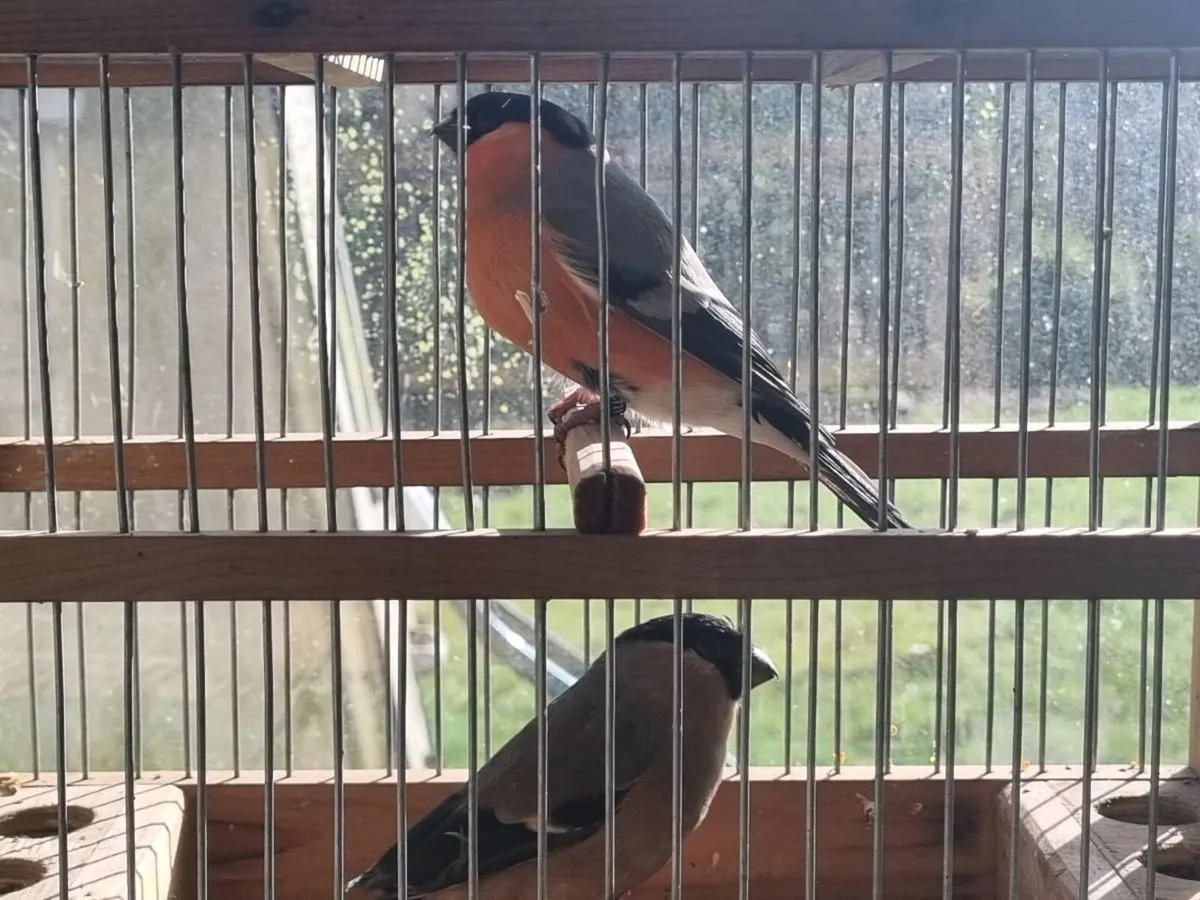 Siberian bullfinch pair - Image 1