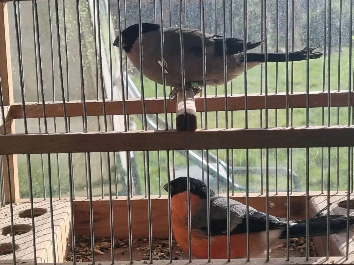 Siberian bullfinch pair - Image 2