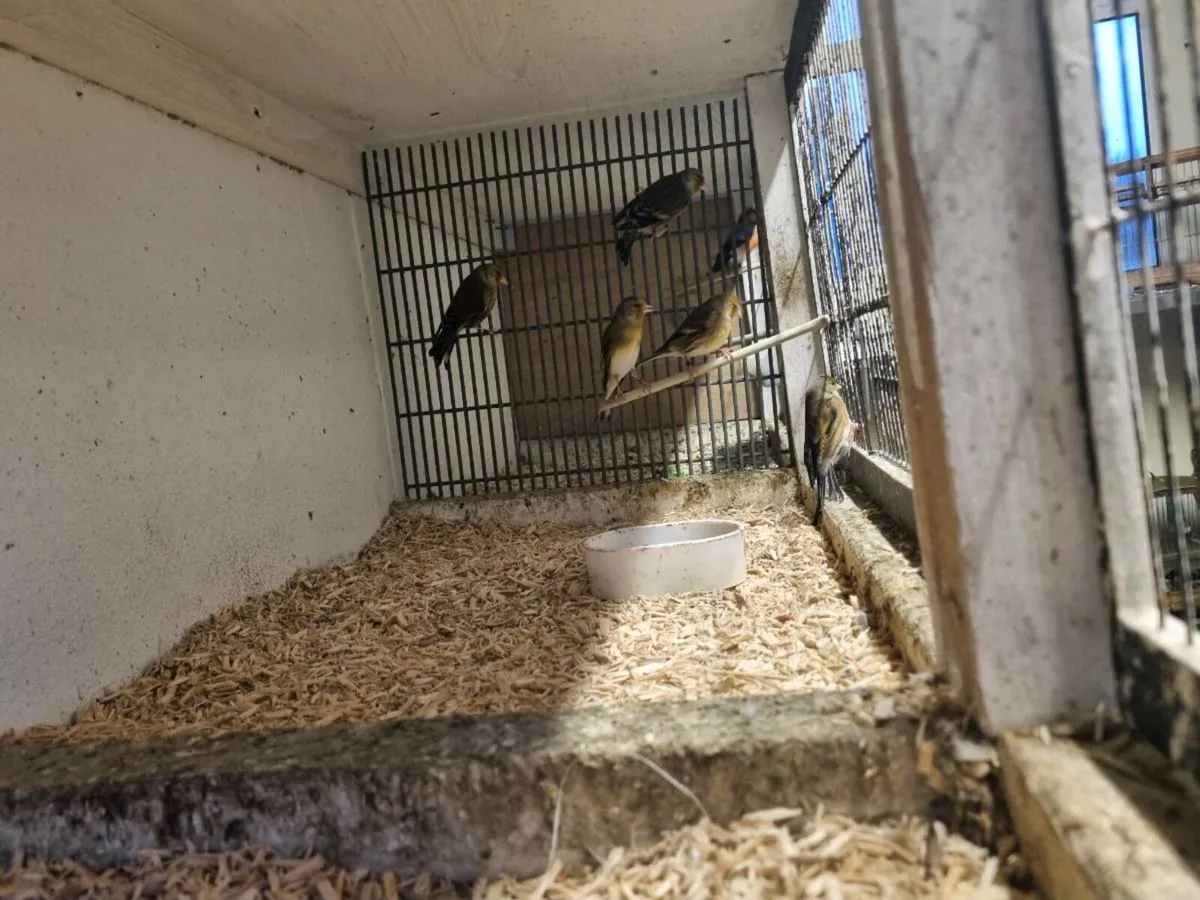 Siberian bullfinch pair - Image 3