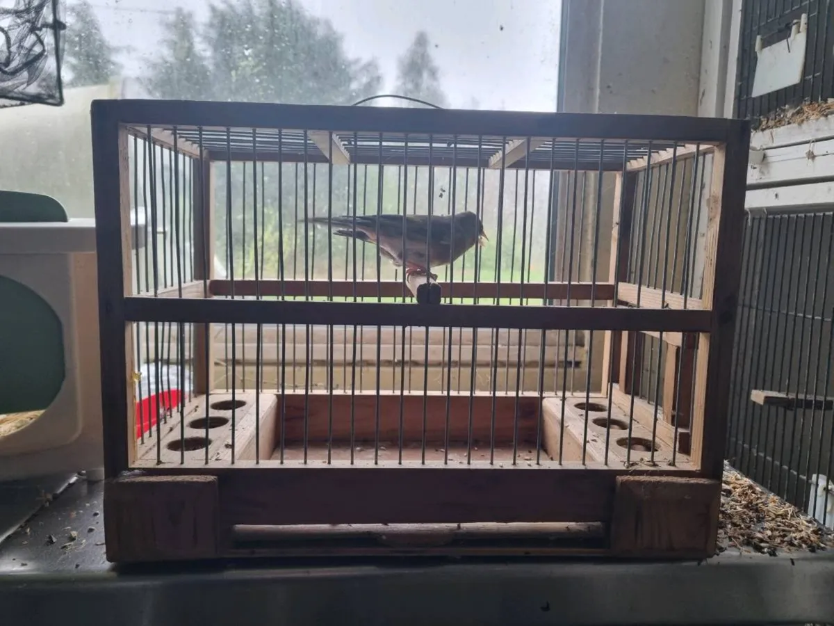 Siberian bullfinch pair - Image 4