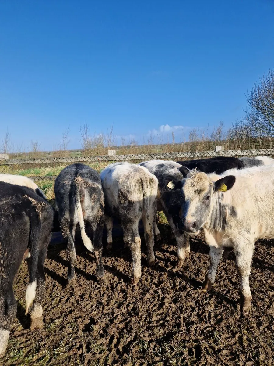 Weaning heifier's - Image 2