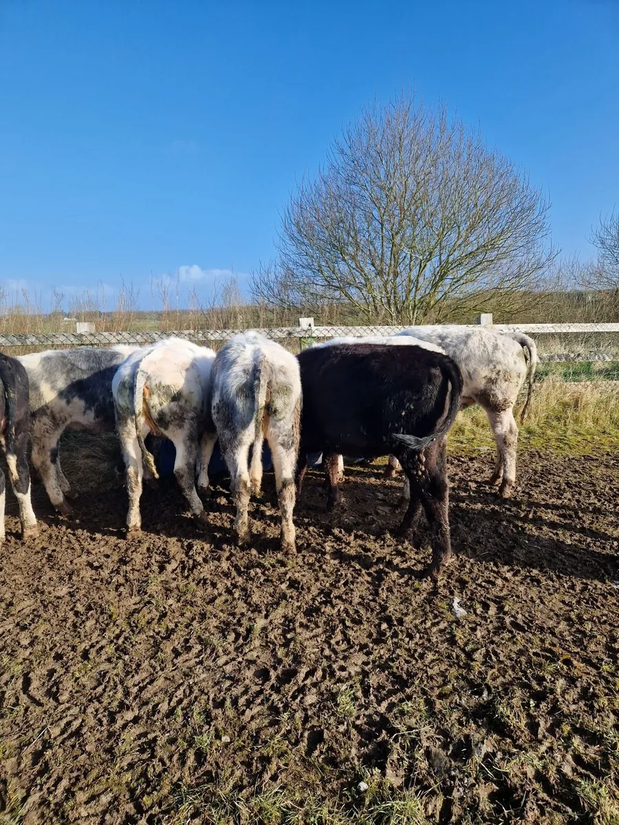 Weaning heifier's - Image 3