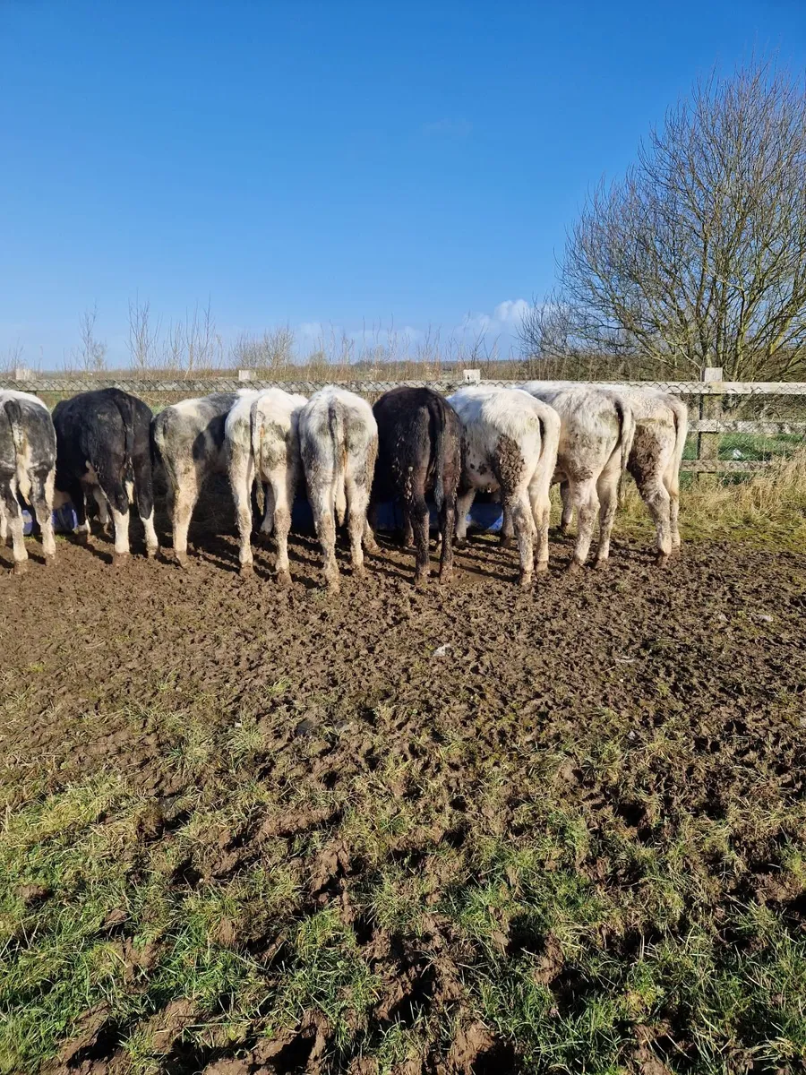 Weaning heifier's - Image 4