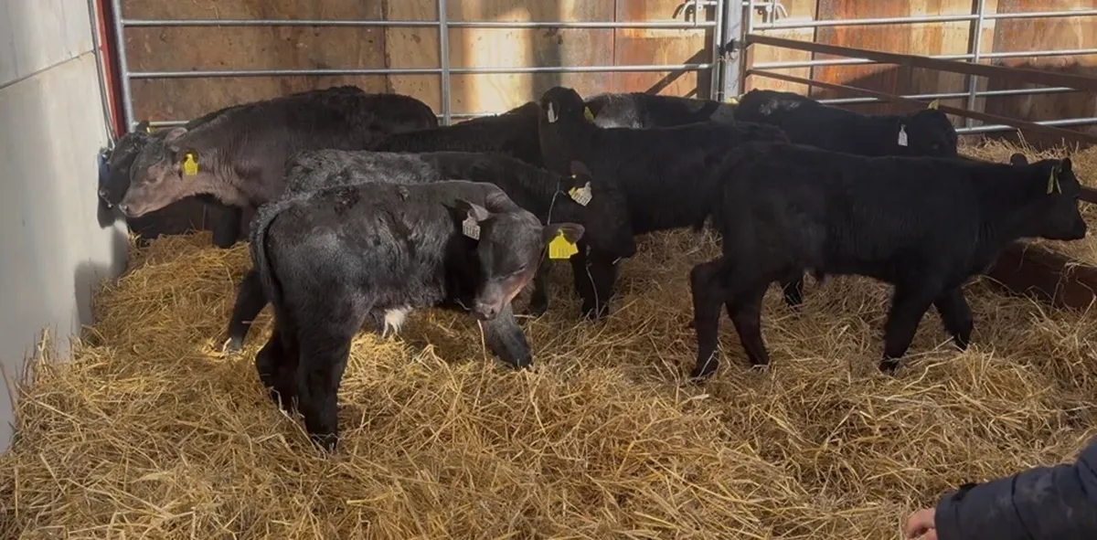 ❌AA bulls❌ - Image 4