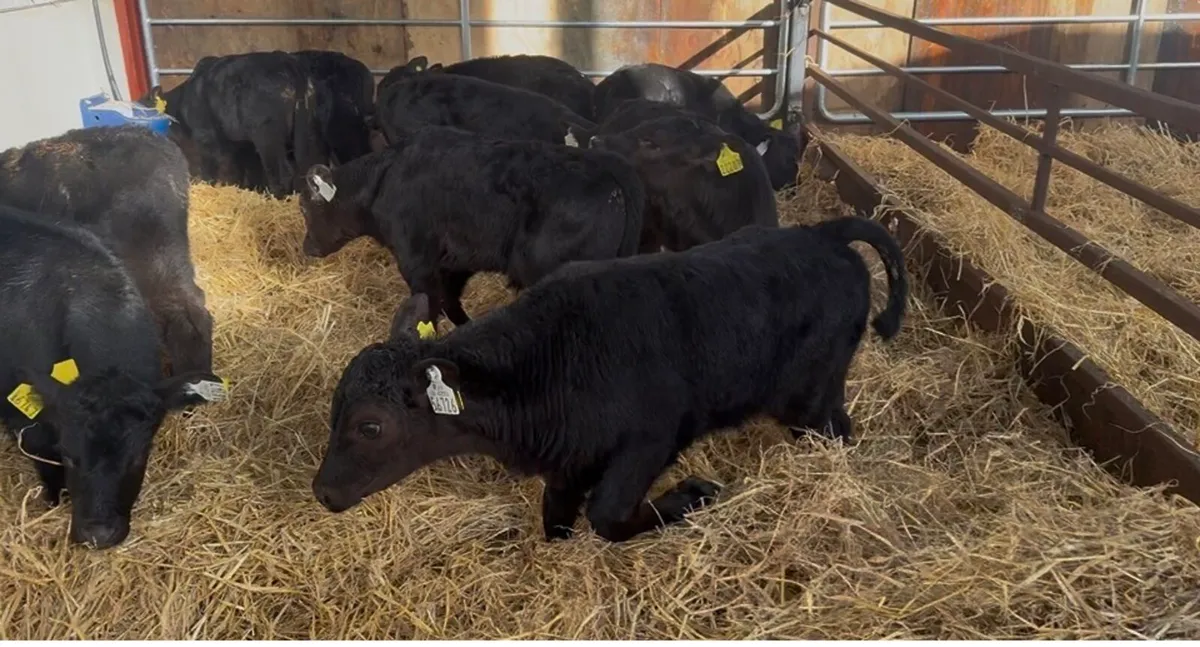 ❌AA bulls and hefiers ❌ - Image 1