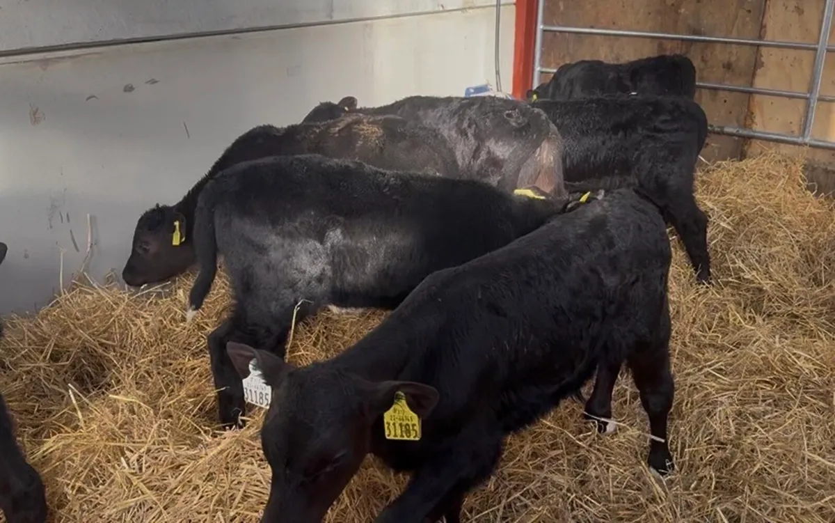 ❌AA bulls and hefiers ❌ - Image 2