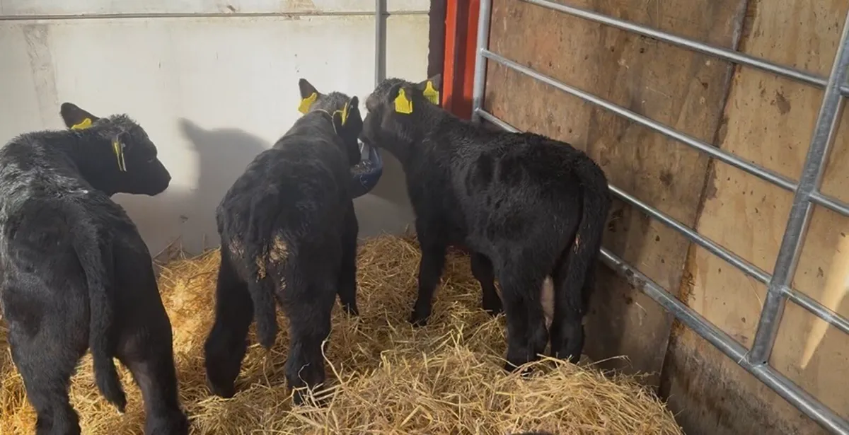 ❌AA bulls and hefiers ❌ - Image 3