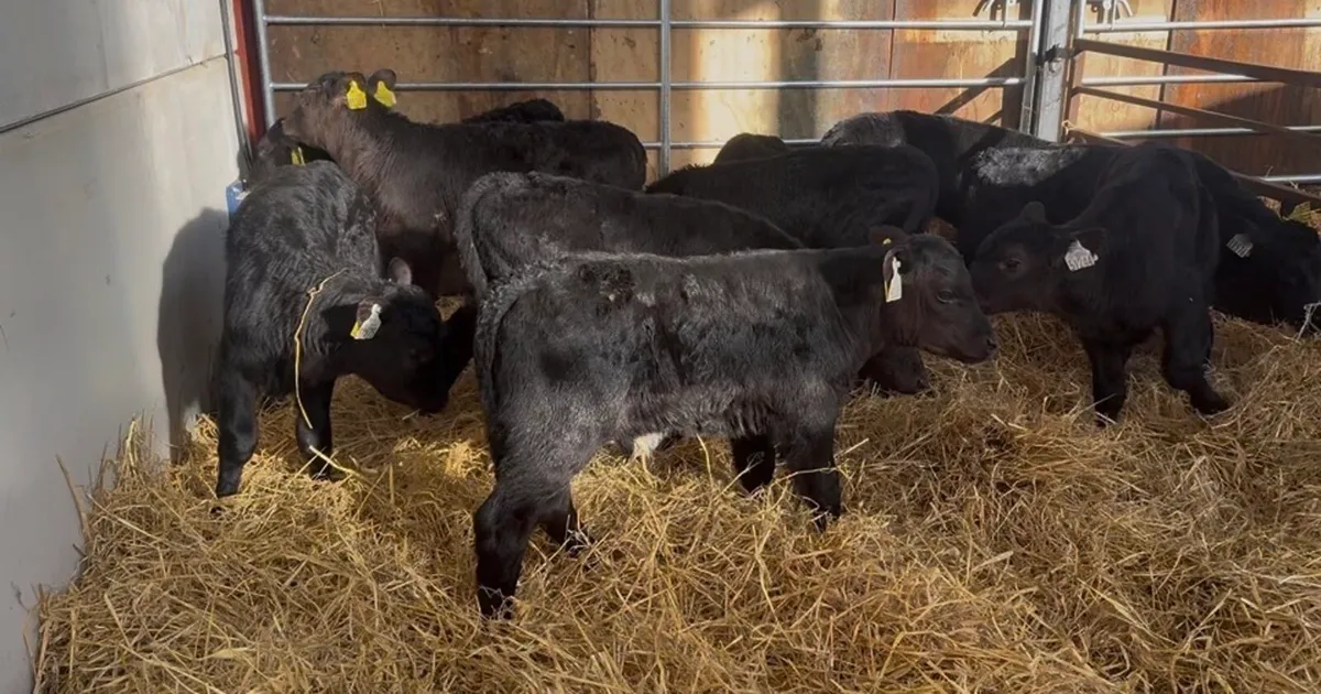 ❌AA bulls and hefiers ❌ - Image 4