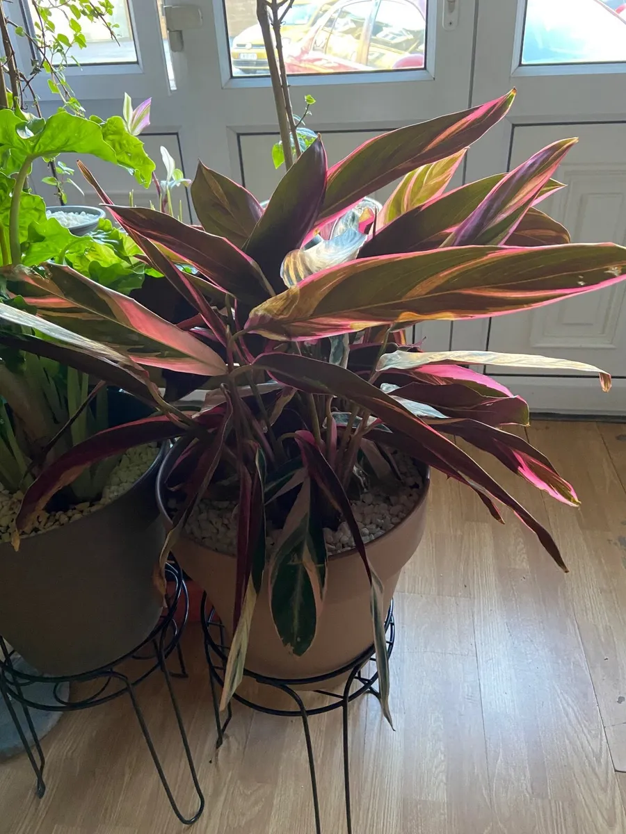 Indoor/ Outdoor Plants - Image 2