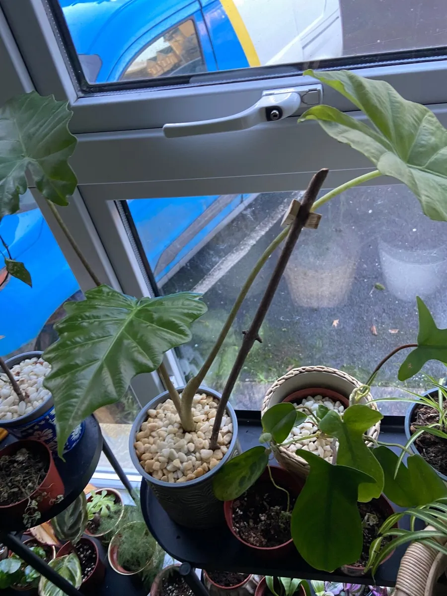 Indoor/ Outdoor Plants - Image 4