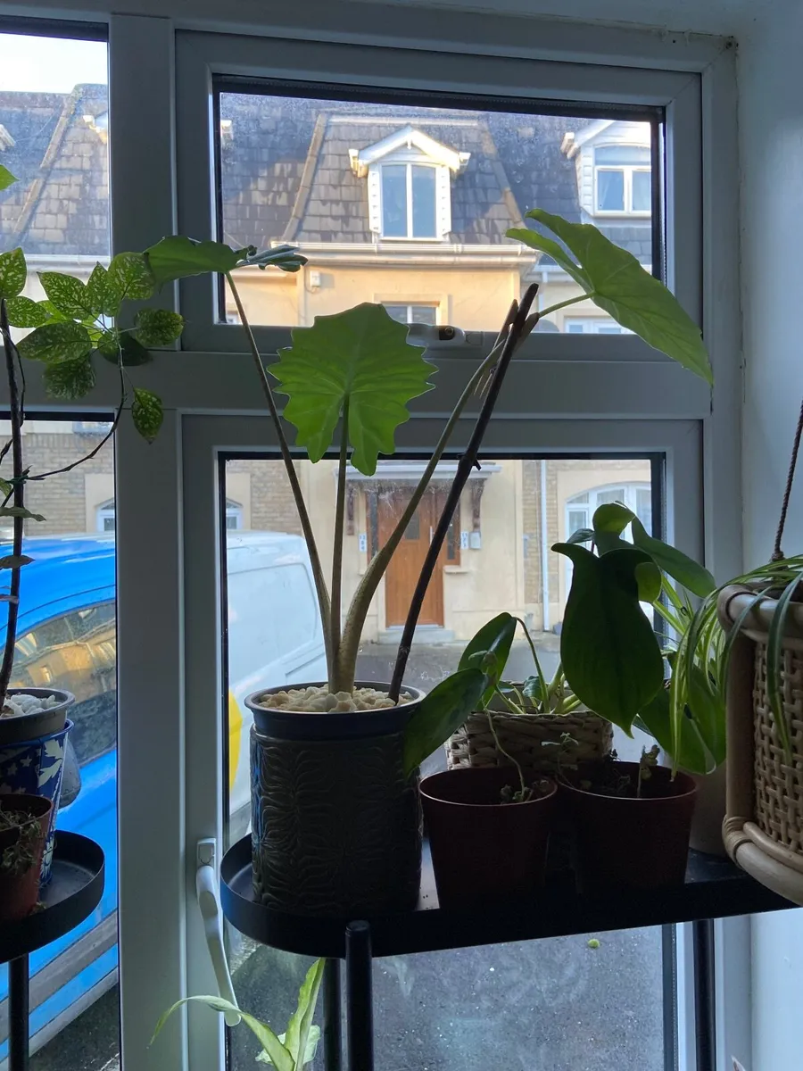 Indoor/ Outdoor Plants - Image 3