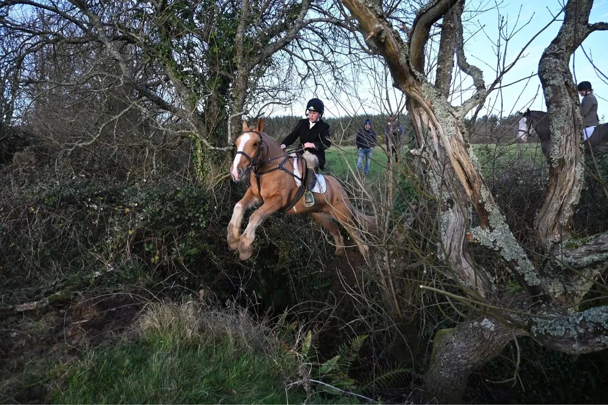 5 quality cobs - Image 1