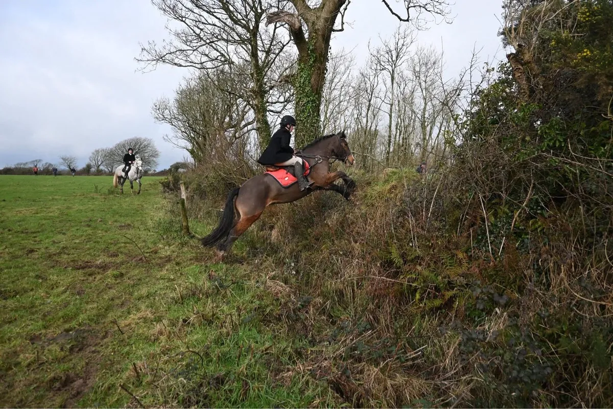 5 quality cobs - Image 3