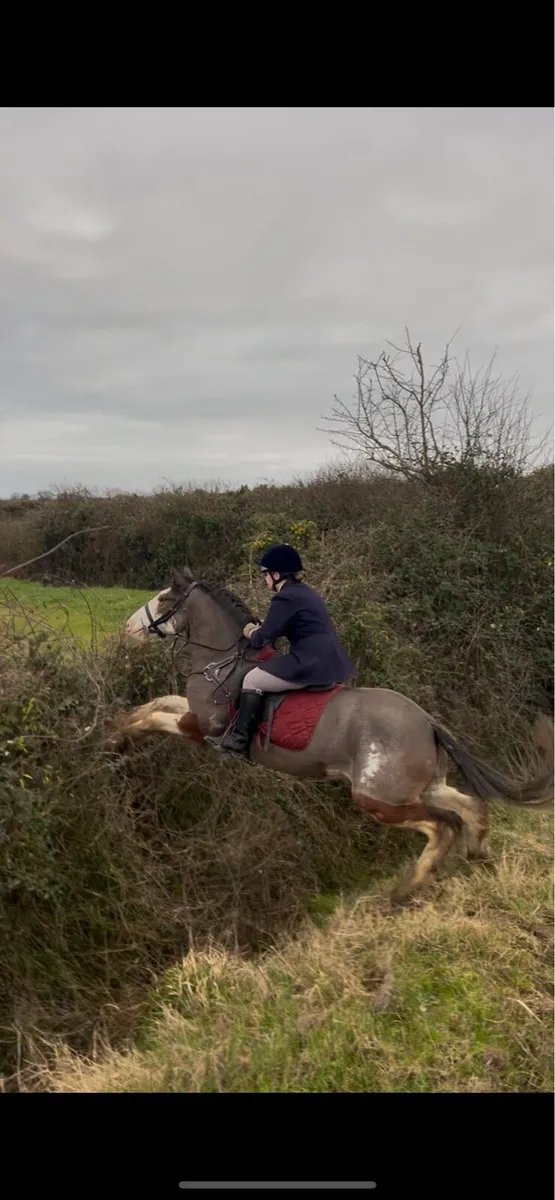 5 quality cobs - Image 4