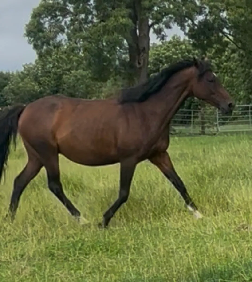 Tb Broodmare - Image 2