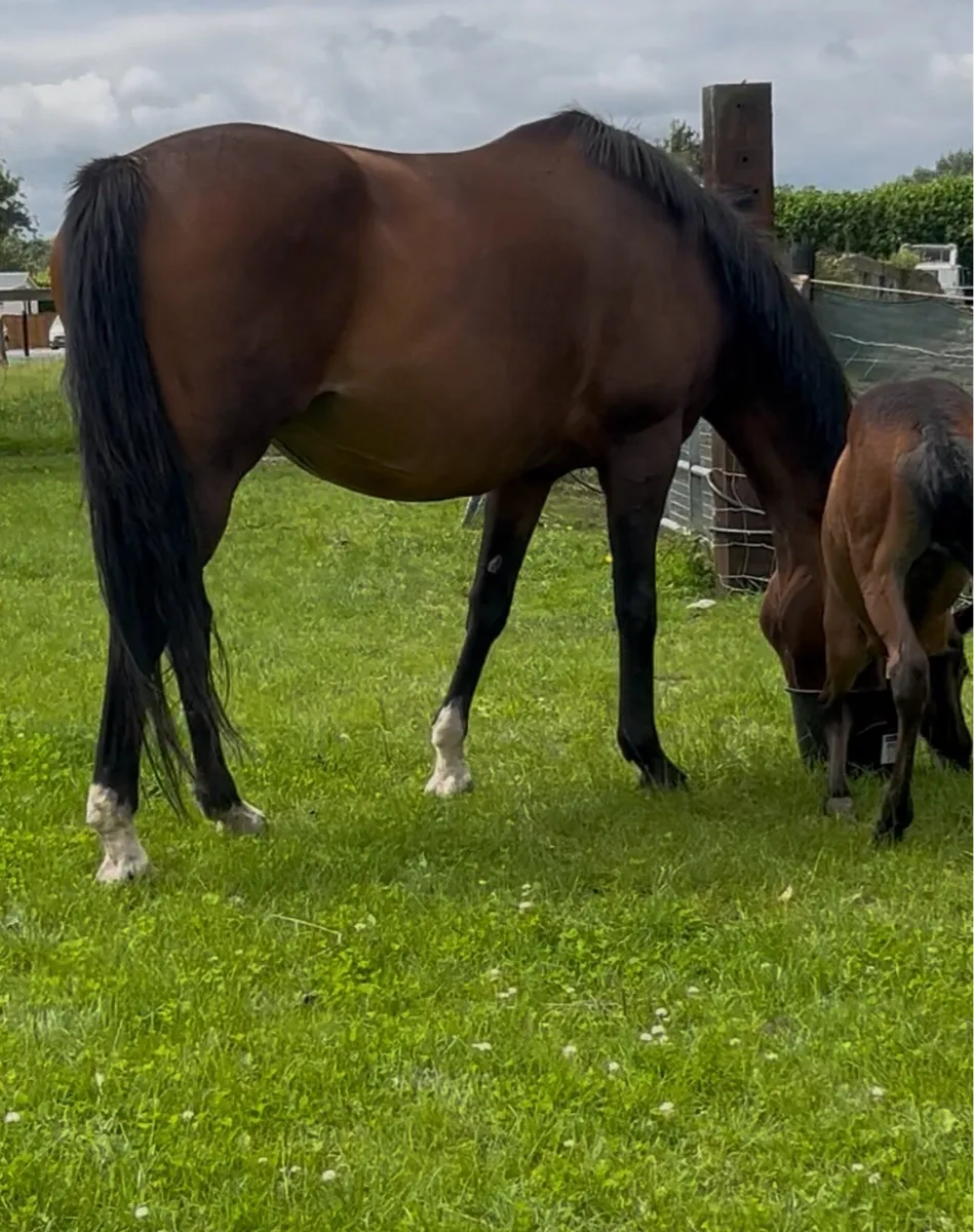 Tb Broodmare - Image 3