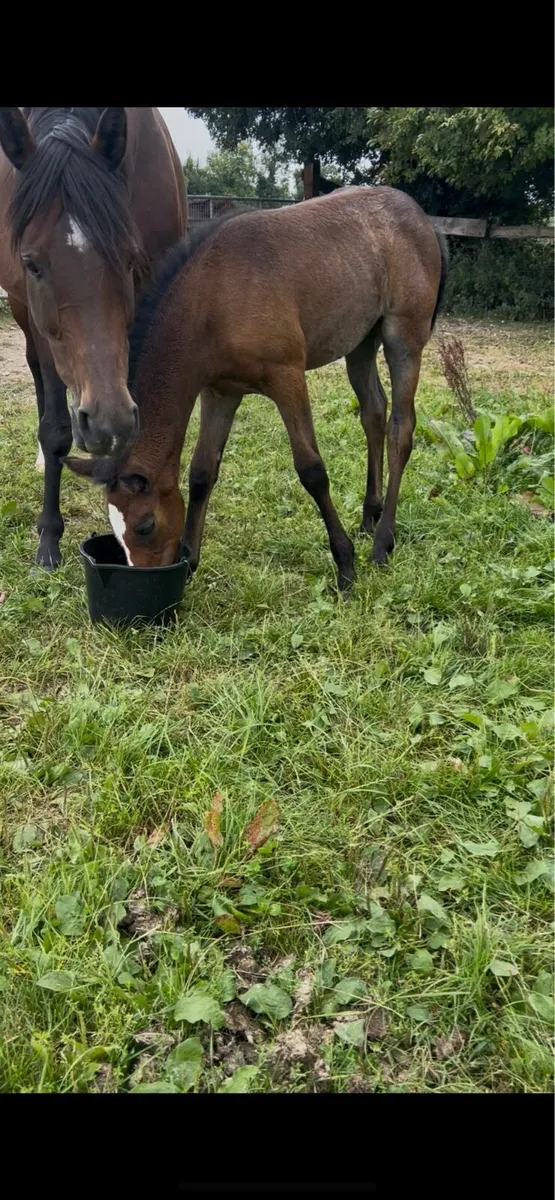 Tb Broodmare - Image 4