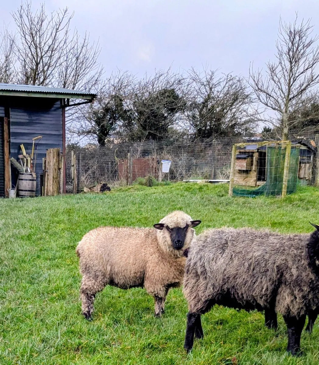 Hogget ewe - Image 2