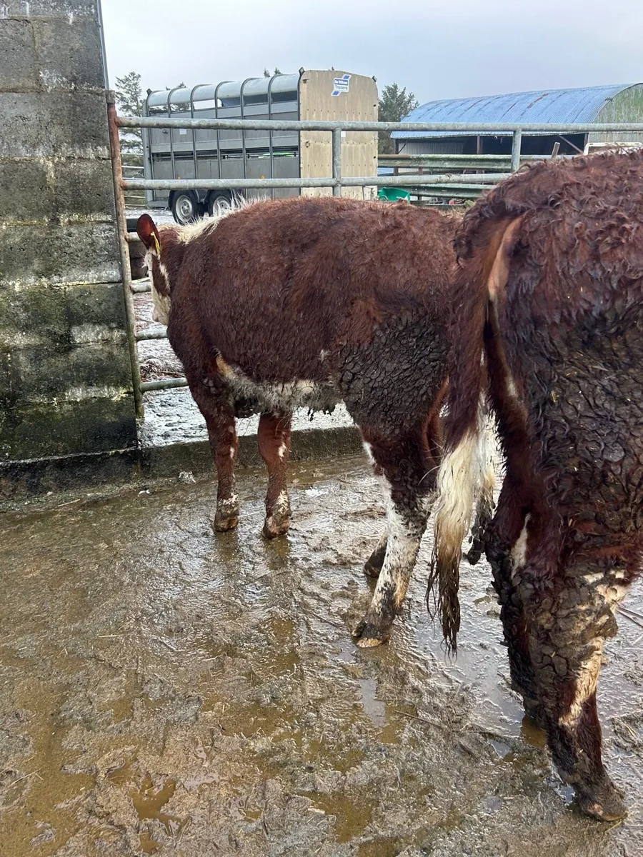 2 red whitehead heifer weanlings - Image 3
