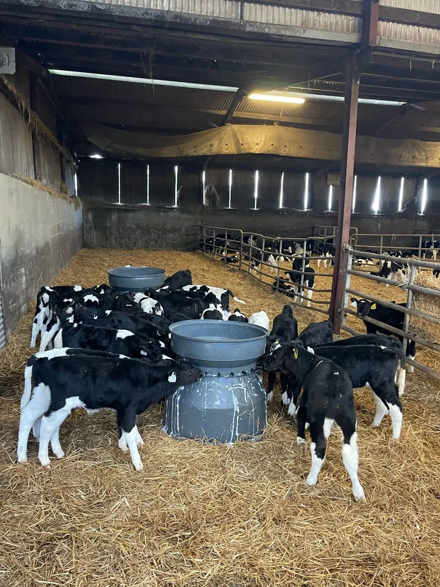 Friesian bull calves - Image 1