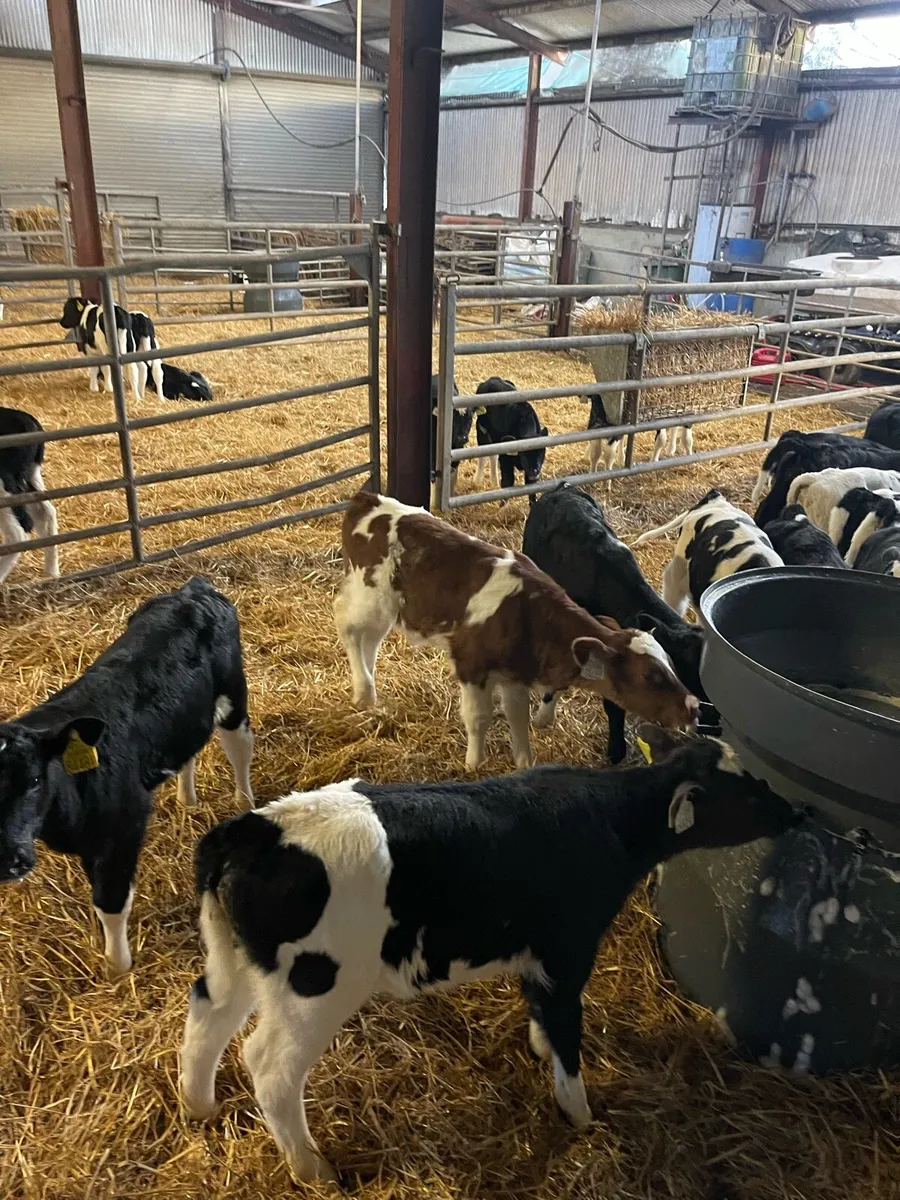 Friesian bull calves - Image 2