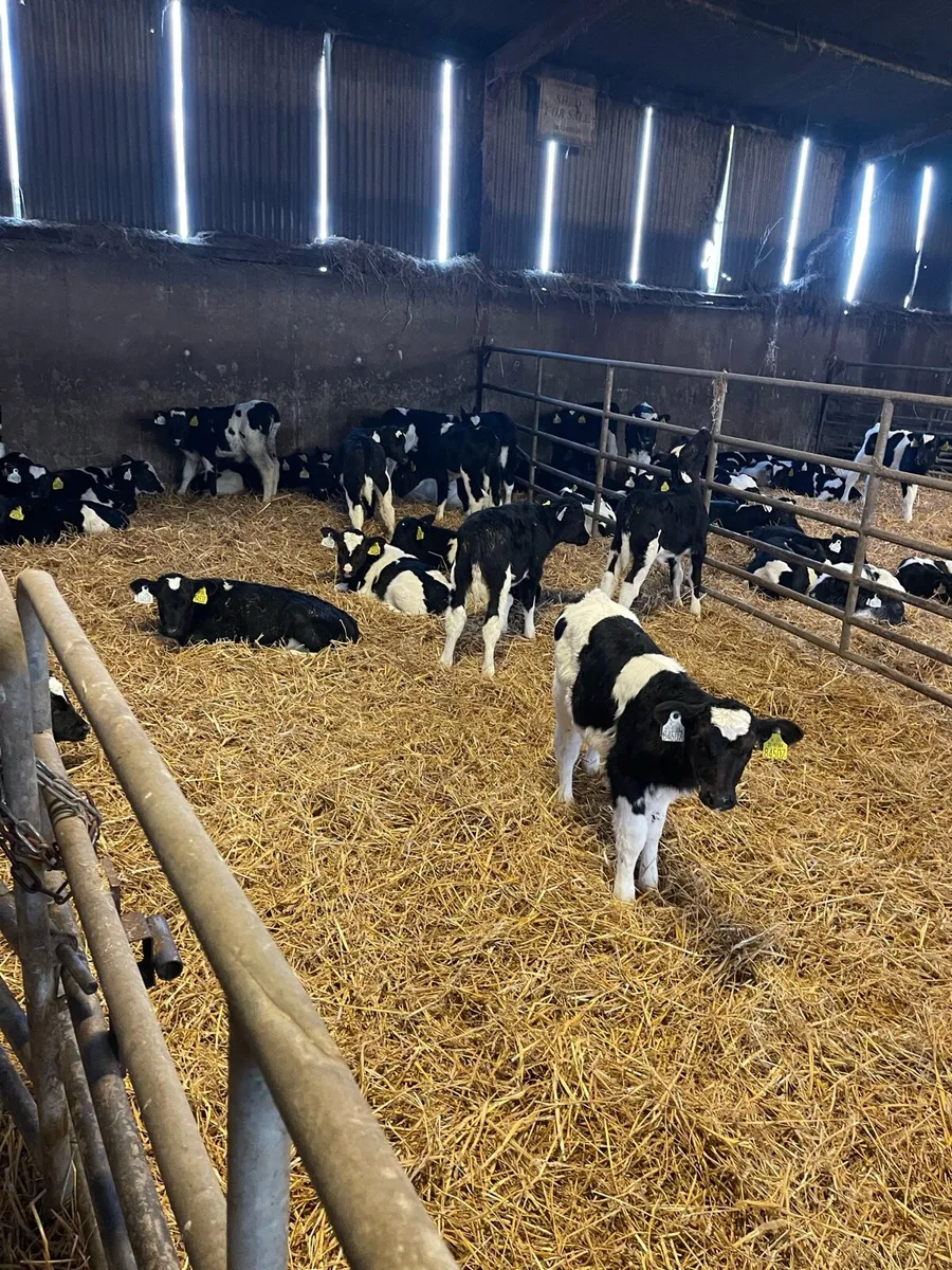 Friesian bull calves - Image 4