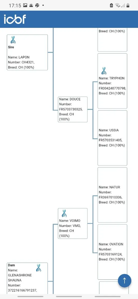 PBNR Charolais Bull - Image 3