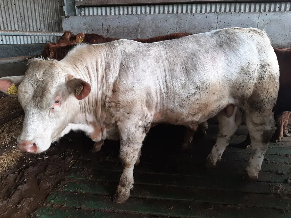 PBNR Charolais Bull - Image 1