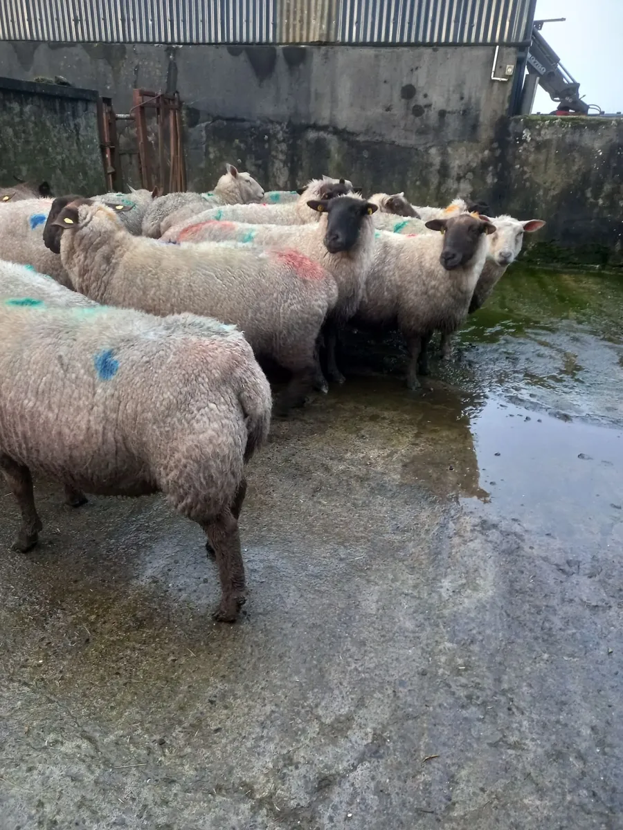 Inlamb ewes - Image 2