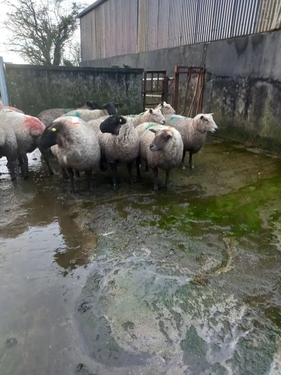 Inlamb ewes - Image 3