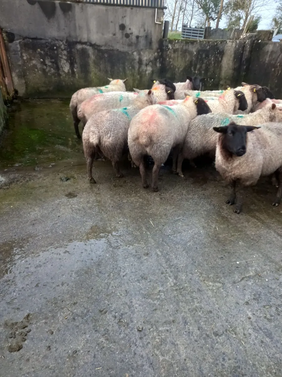 Inlamb ewes - Image 4