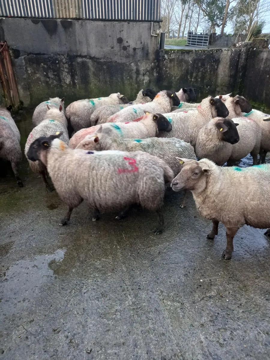 Inlamb ewes - Image 1