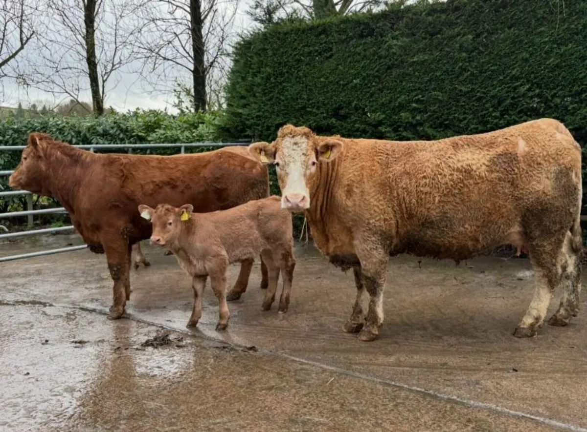 Calved Heifers - Image 1