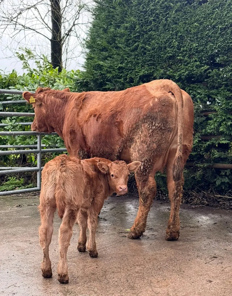 Calved Heifers - Image 3