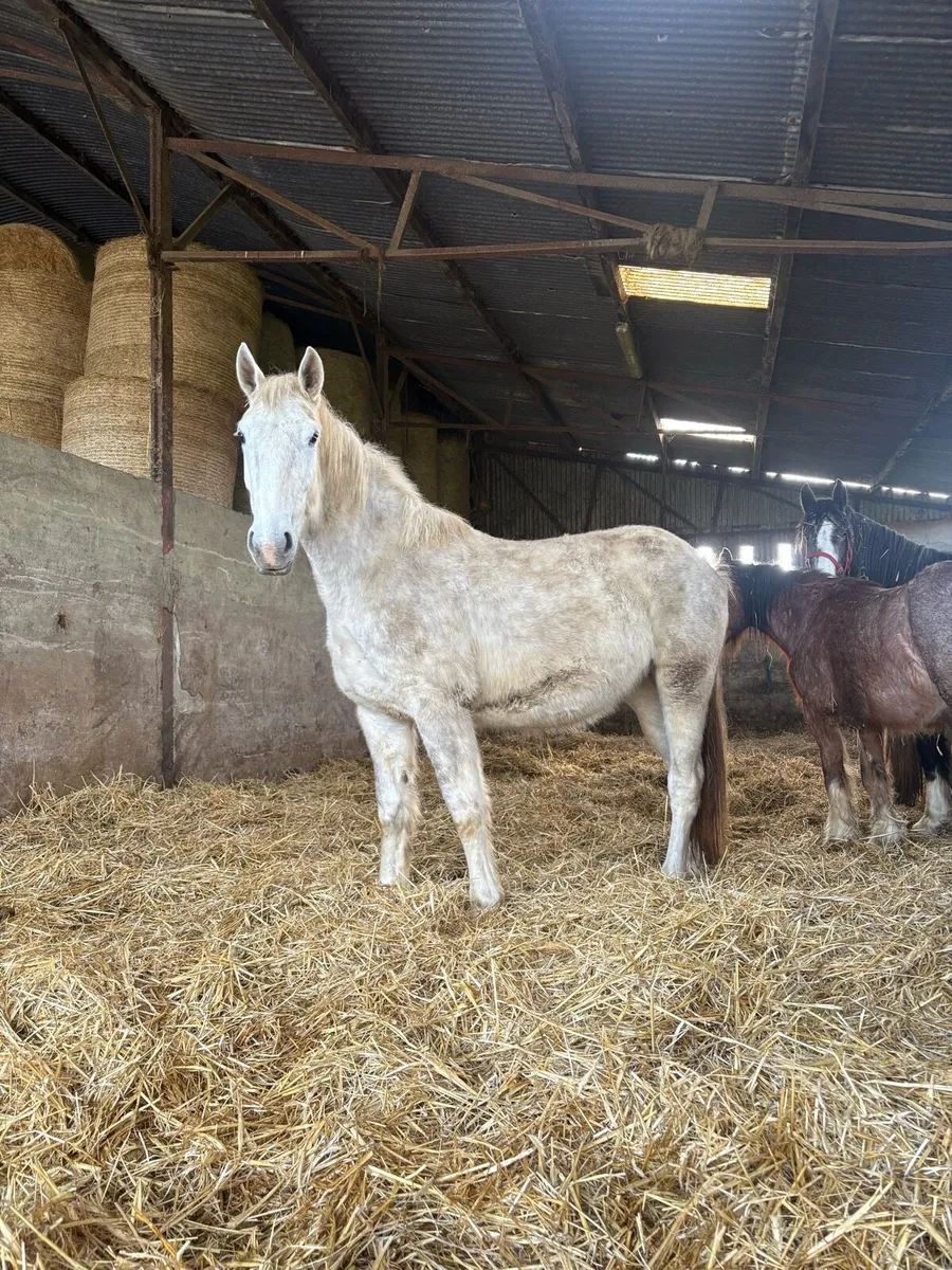 3 year old Rid - Image 1