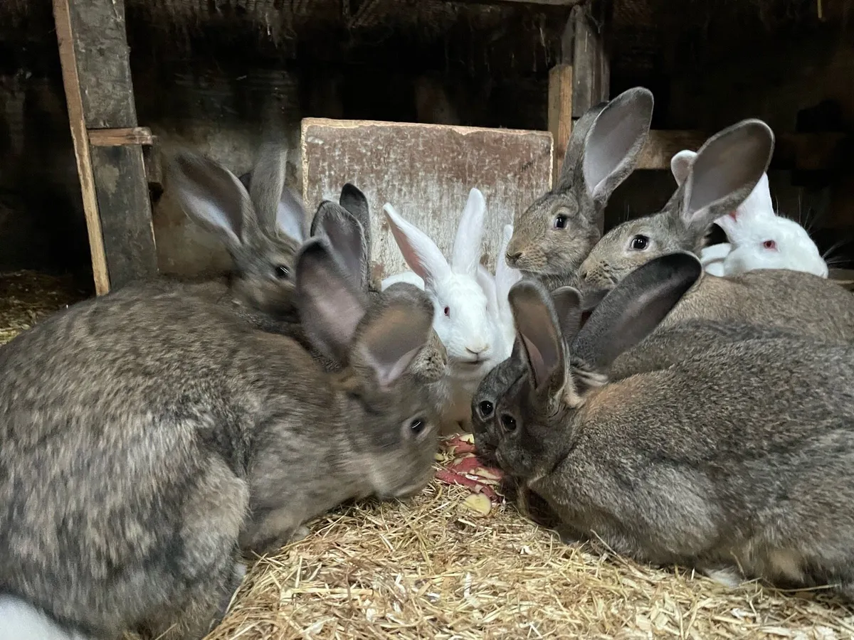 Rabbits - Image 4