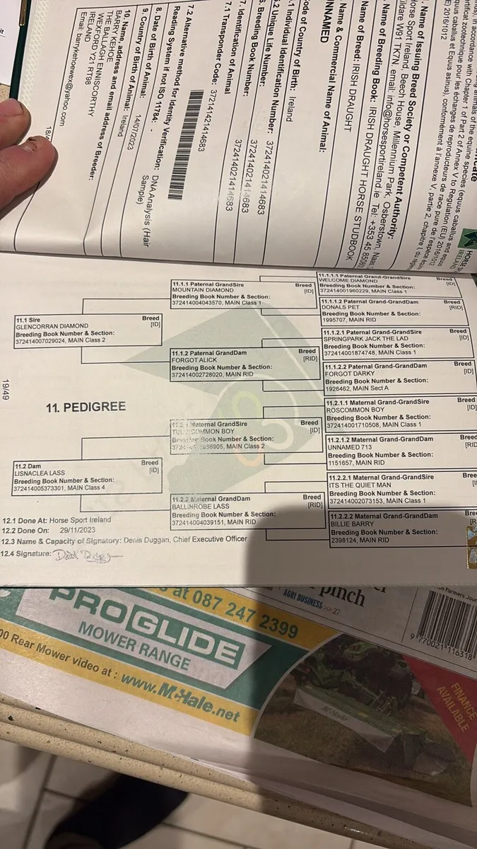 3 year old Rid - Image 3