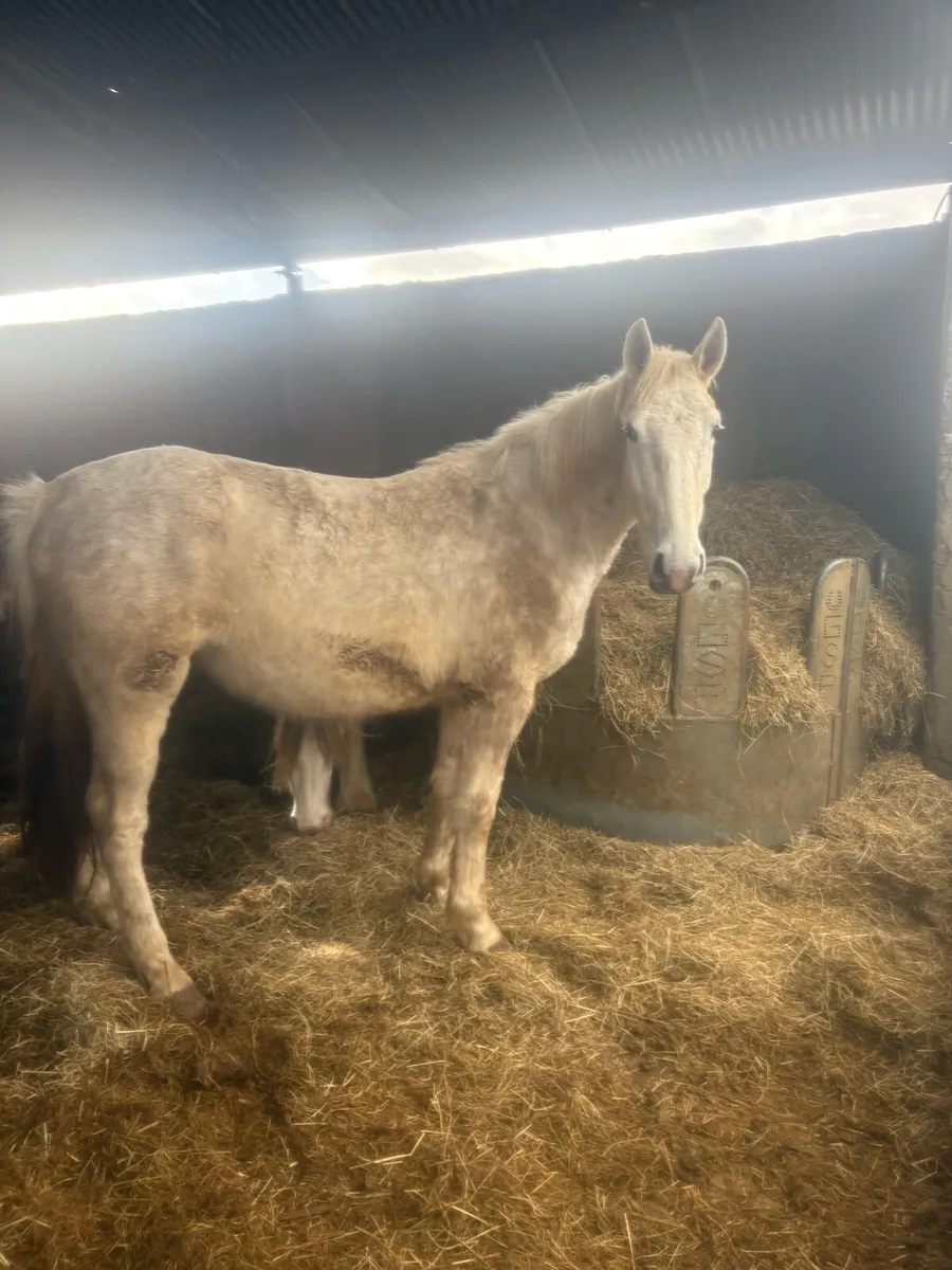 3 year old Rid - Image 4