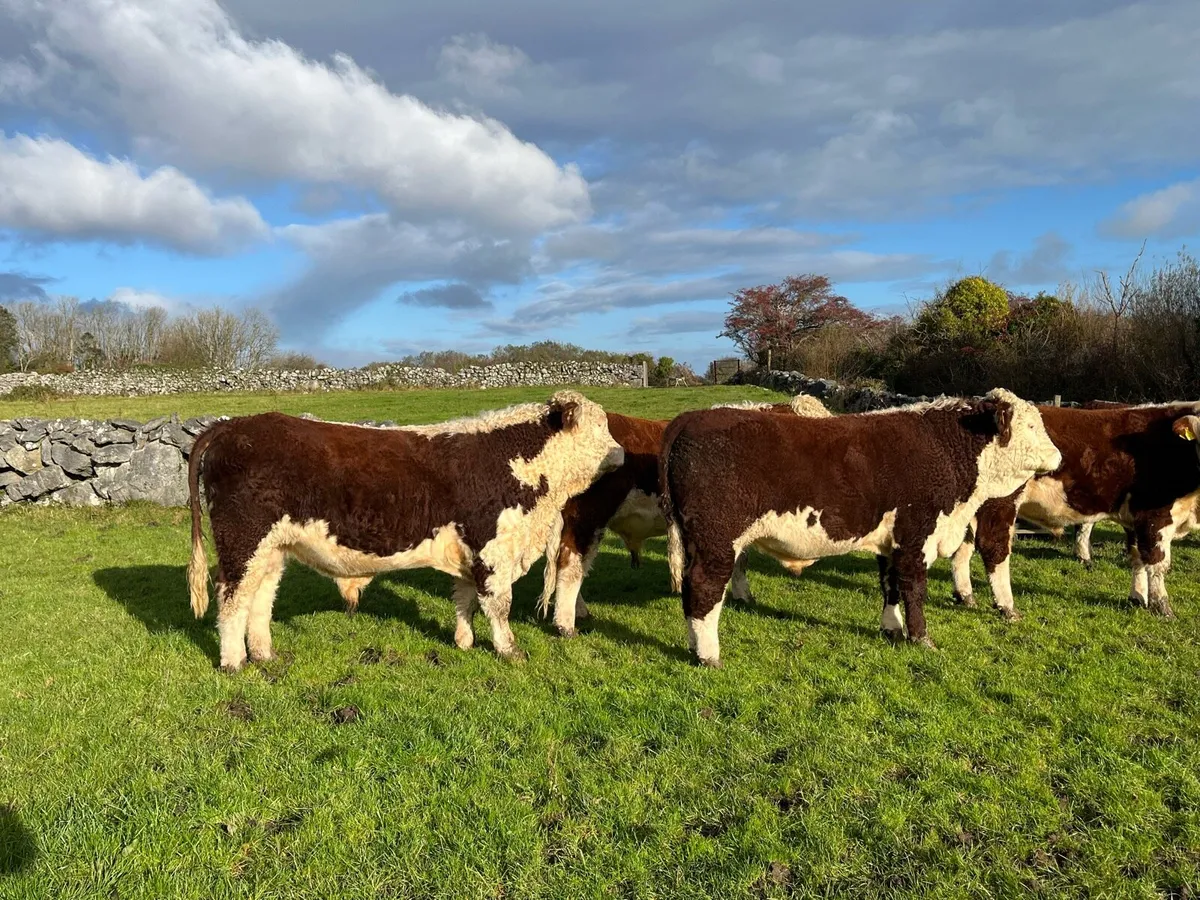 Quality Pedigree Hereford Bulls 4 & 5 Stars - Image 1