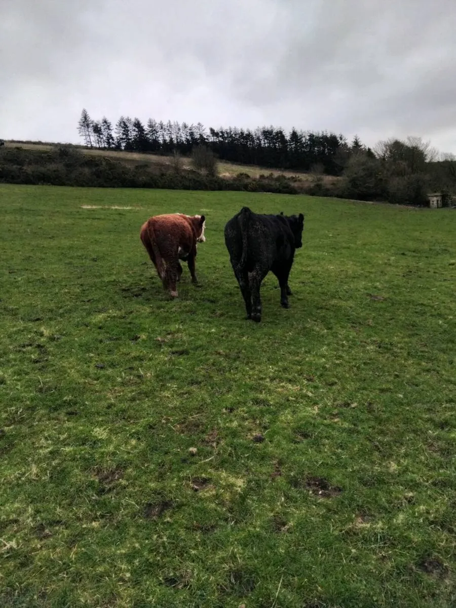 Hereford/Angus bulls - Image 1