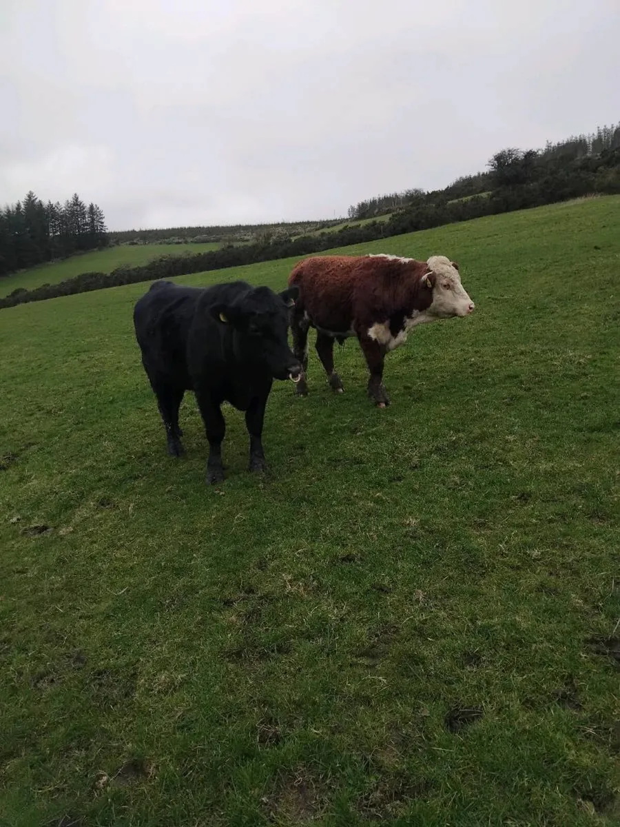 Hereford/Angus bulls - Image 2