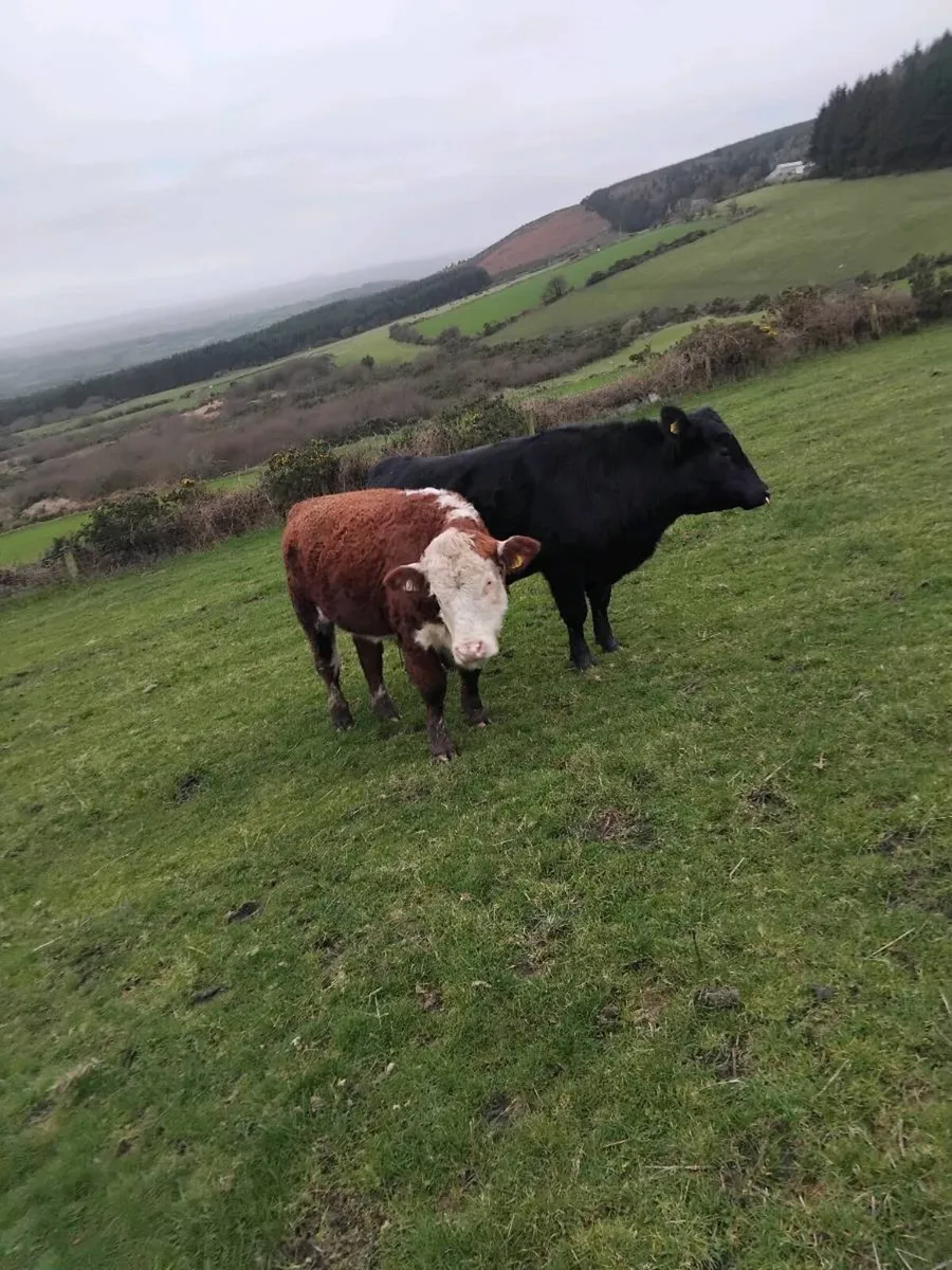 Hereford/Angus bulls - Image 3