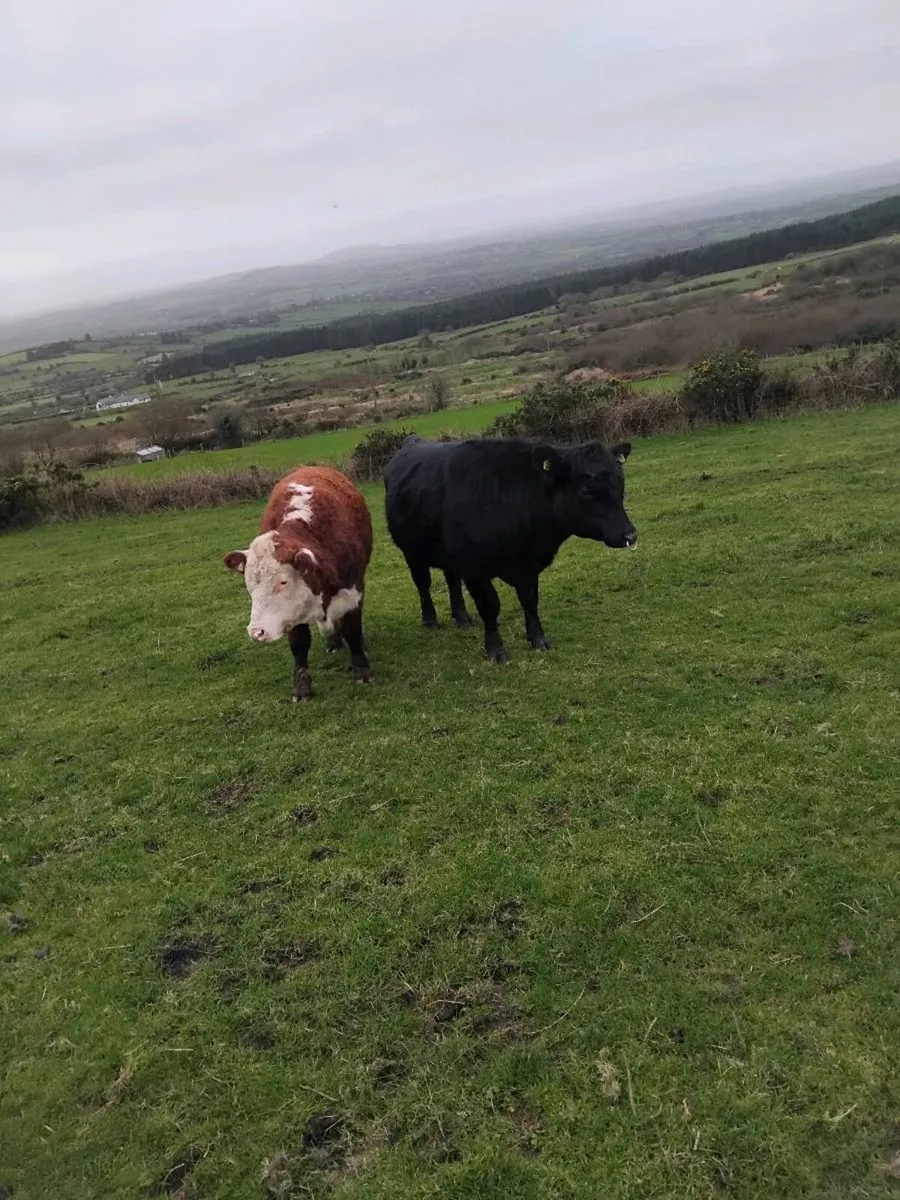 Hereford/Angus bulls - Image 4