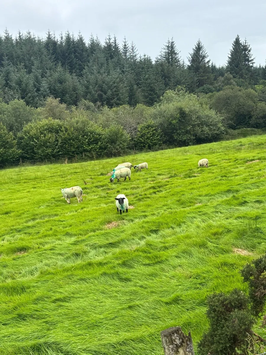 Land wanted to rent near Donegal Town