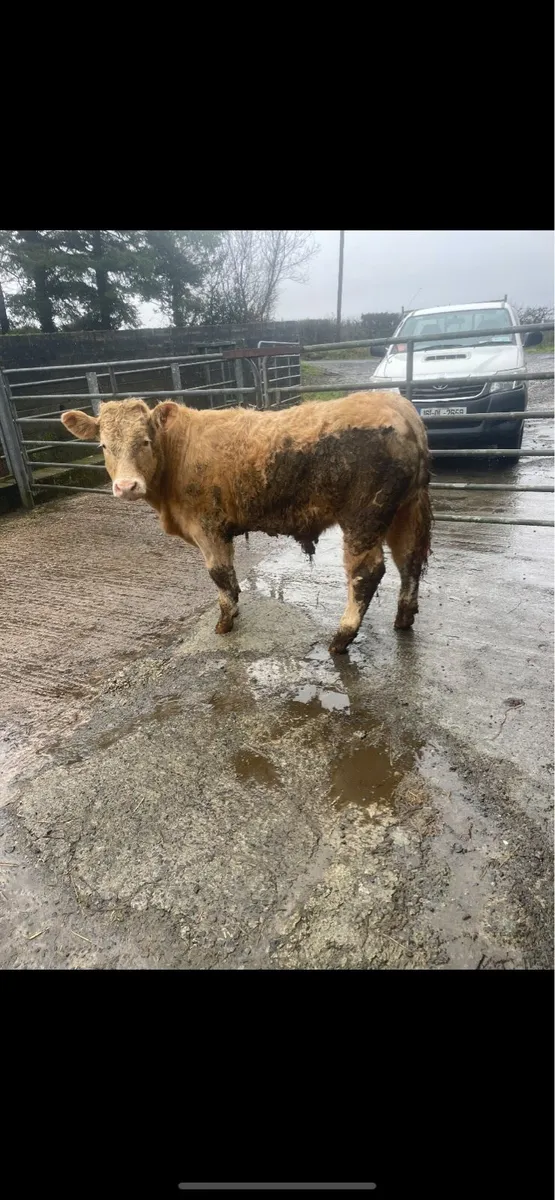 U Grade Bulls and Heifers - Image 2