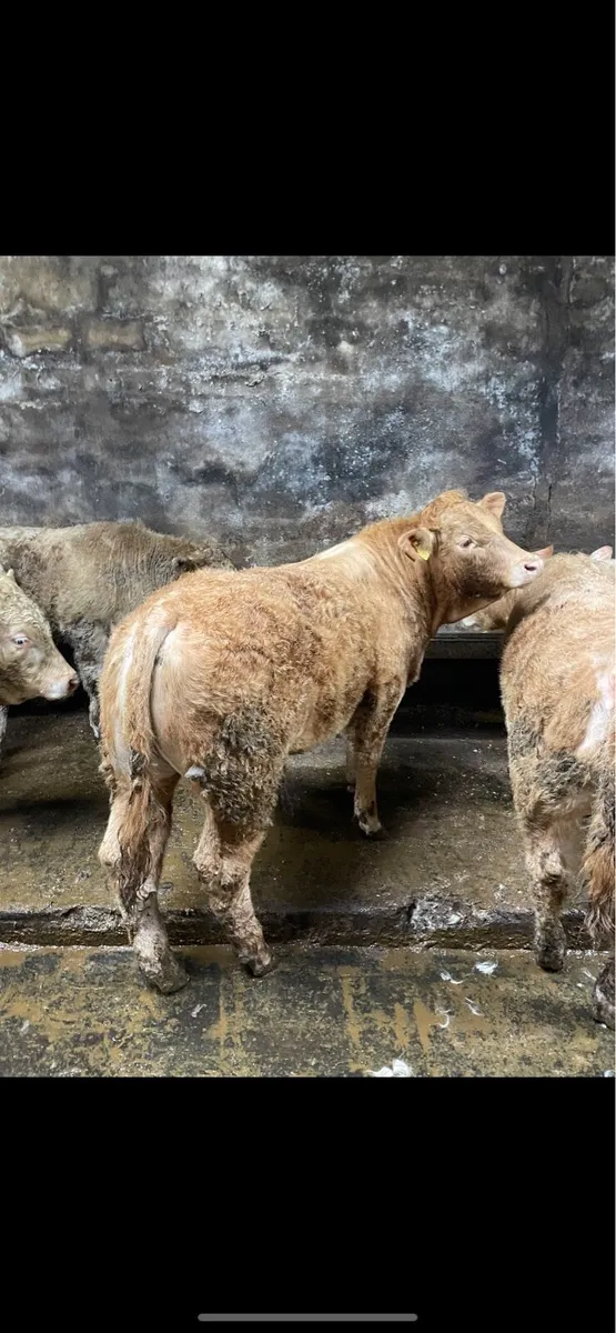 U Grade Bulls and Heifers - Image 1