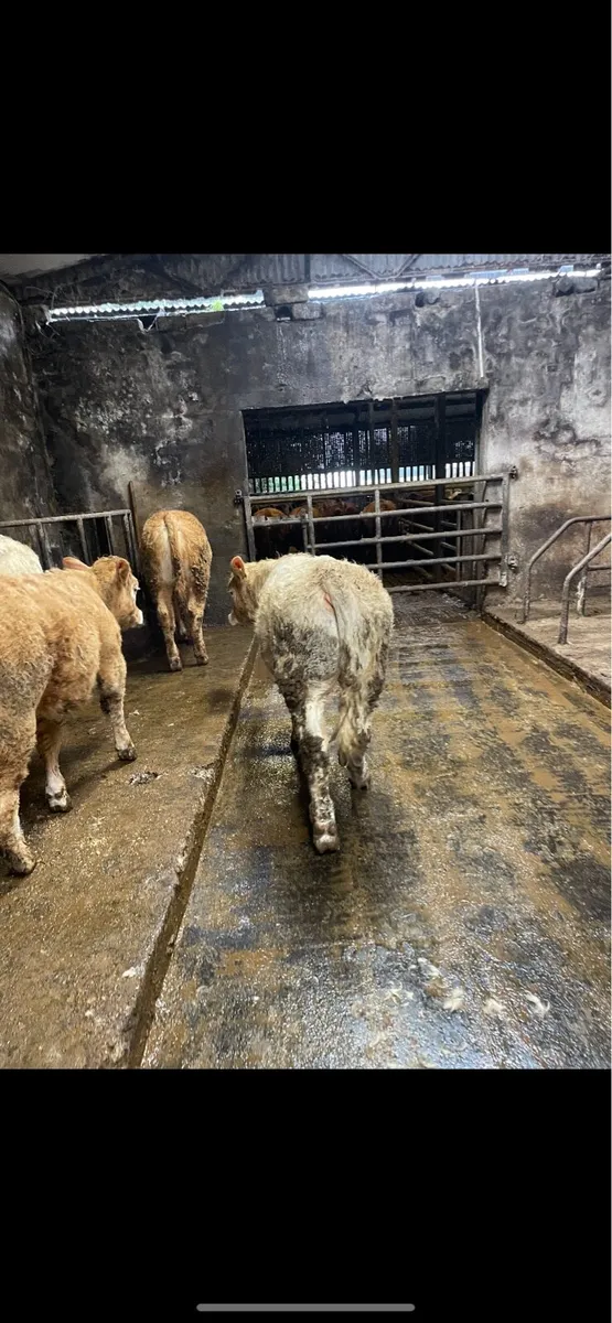 U Grade Bulls and Heifers - Image 3