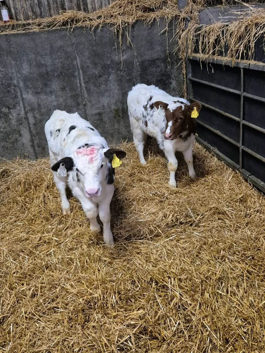 Blue heifers Suitable for breeding - Image 3