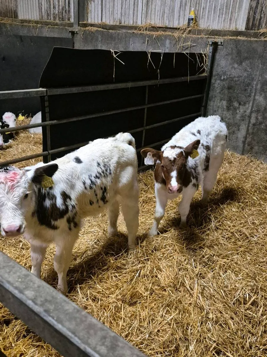 Blue heifers Suitable for breeding - Image 2