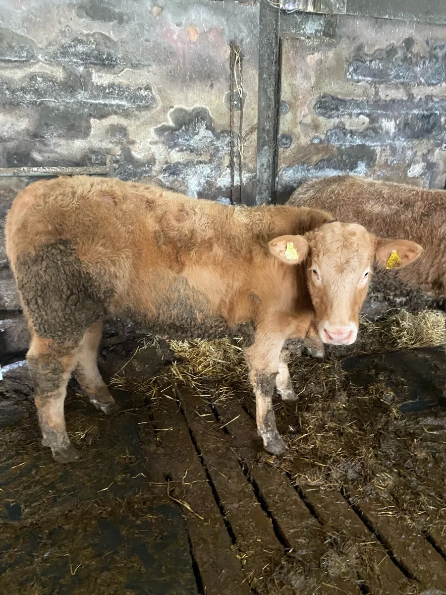 heifers Ennis Tuesday - Image 1